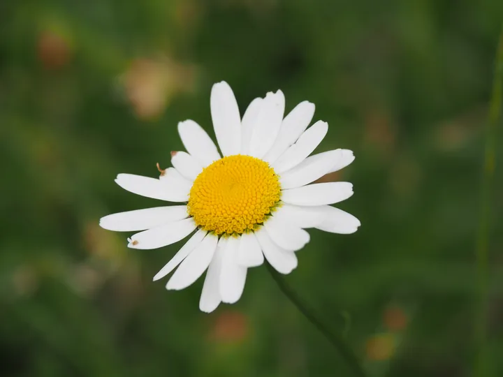 Parc Chlorophylle (Belgium)